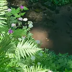 Gillausklause - Eine Insel Im Wald - Waldviertel Villa *
